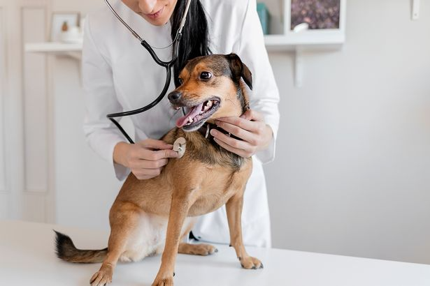 害怕看医生？毛小孩也是！ 澳研究：狗在动物诊所心率翻倍- 动物友善网