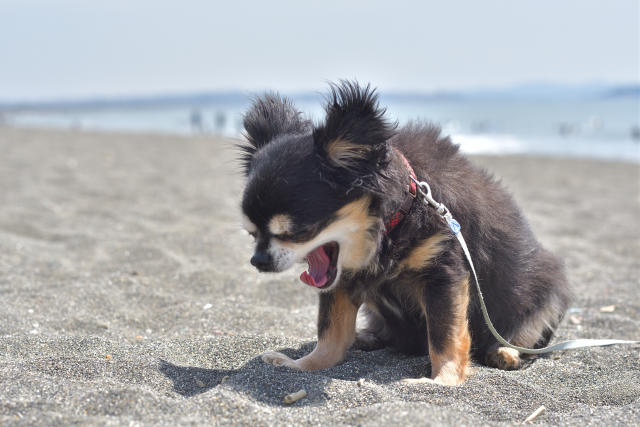 狗狗打噴嚏原因為何？打噴嚏一定是生病了嗎？逆打噴嚏症候群又是什麼？