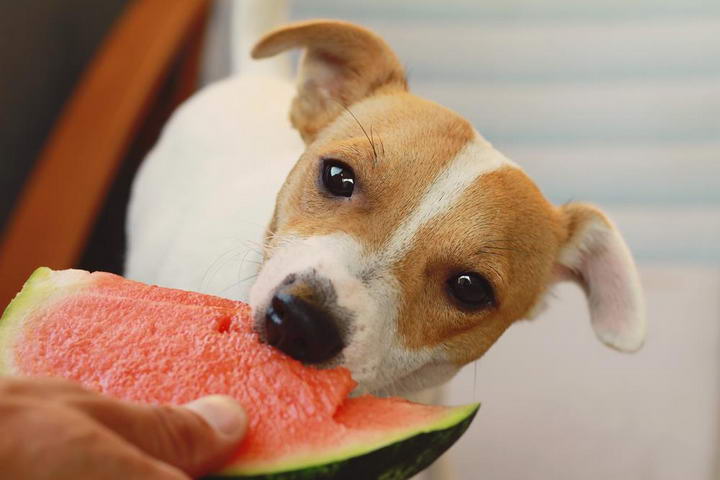 1561369249-can-dogs-eat-watermelon.jpg
