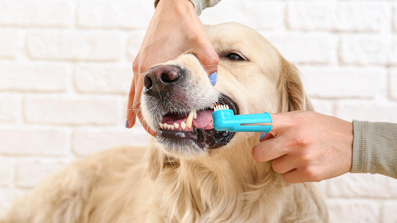 dog-teeth-brushing-wide_edited_800x.jpg