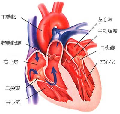 亞東醫院心臟血管外科