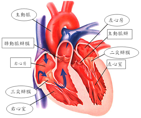 亚东医院心脏血管外科